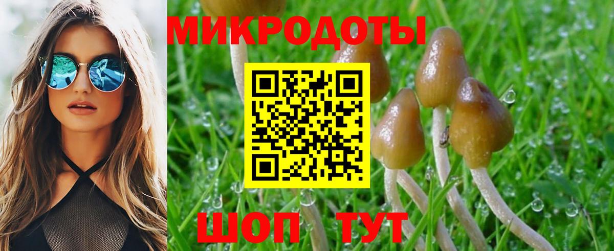 Бузулук  Галлюциногенные грибы Psilocybine cubensis  Вход с VPN 